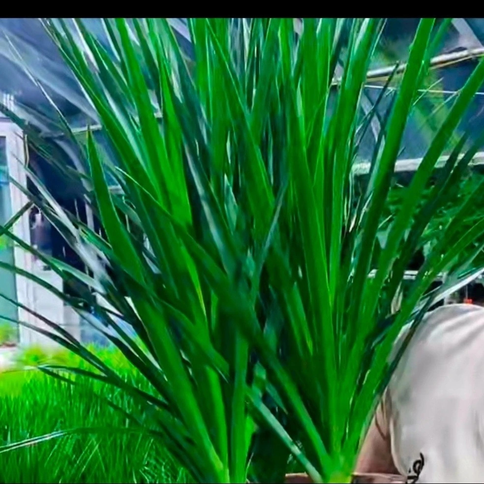 龙血树         低于零度拍保温，不拍保温冻了不赔