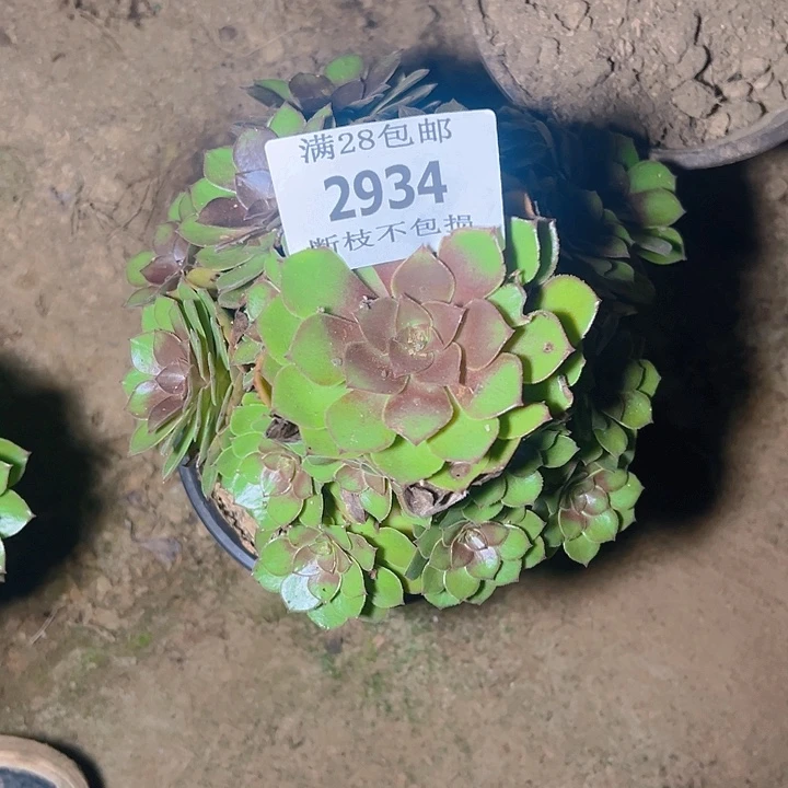2934桃花石多肉植物