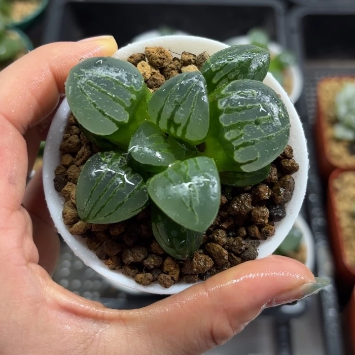 白盘翠虎多肉植物