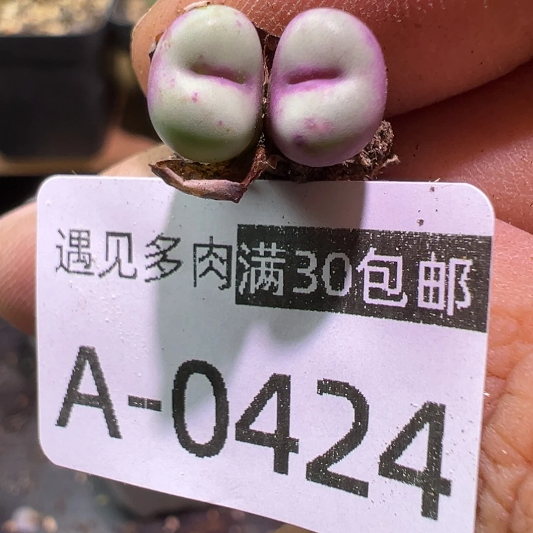 多肉植物11111111111