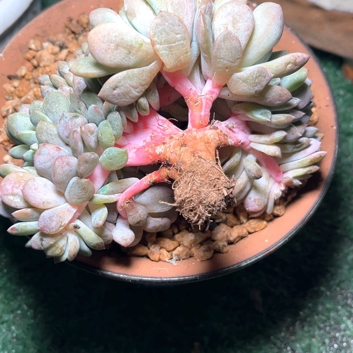 若***若星影树12号码牌子的话题