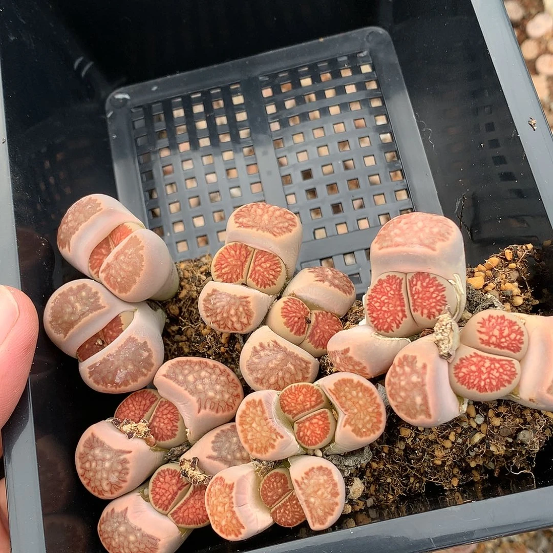 X148多肉植物保护