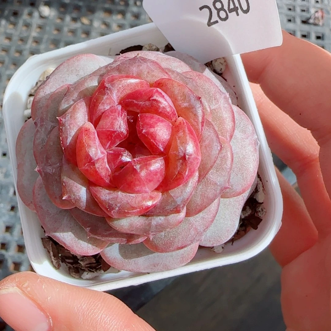 红莓，2840多肉植物