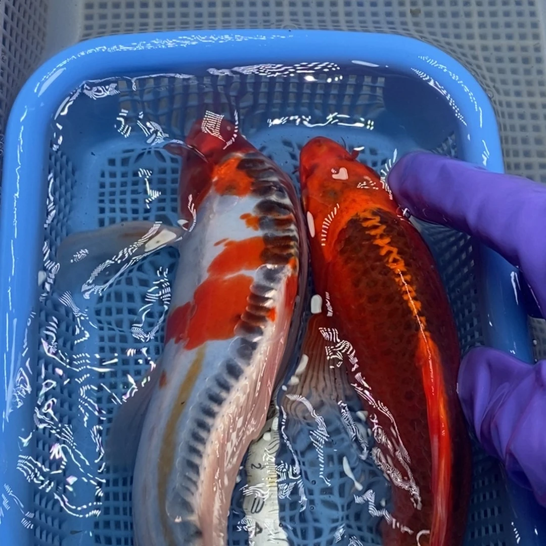 锦鲤冷水锦鲤包邮