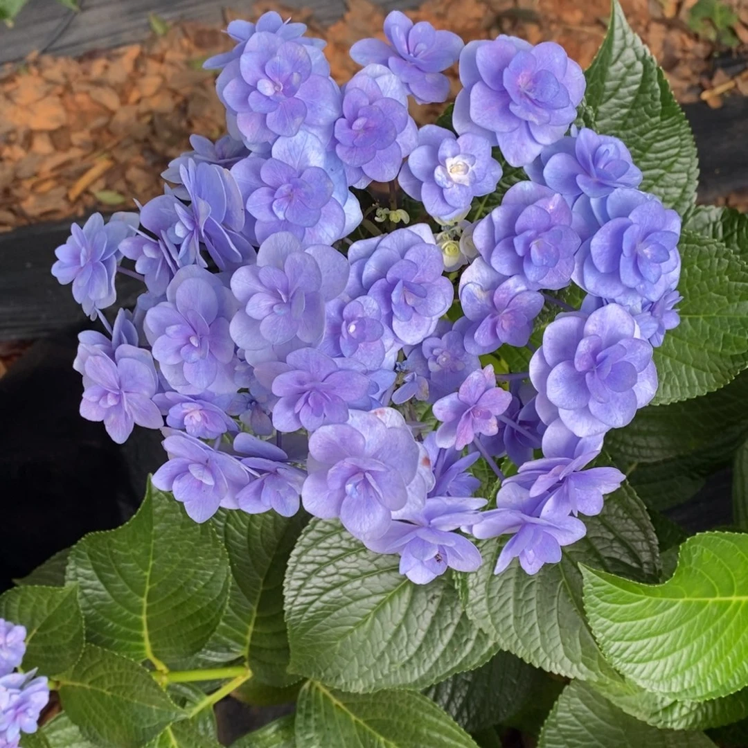 223号 绣球（3单冷链、4单京东空运、5单顺丰空运、偏远补运费）