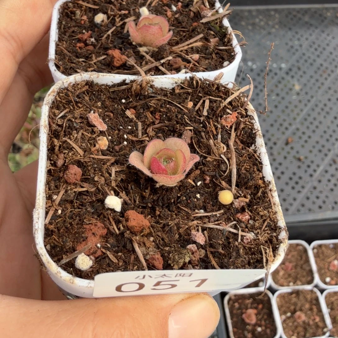 @****山地玫瑰。  51多肉