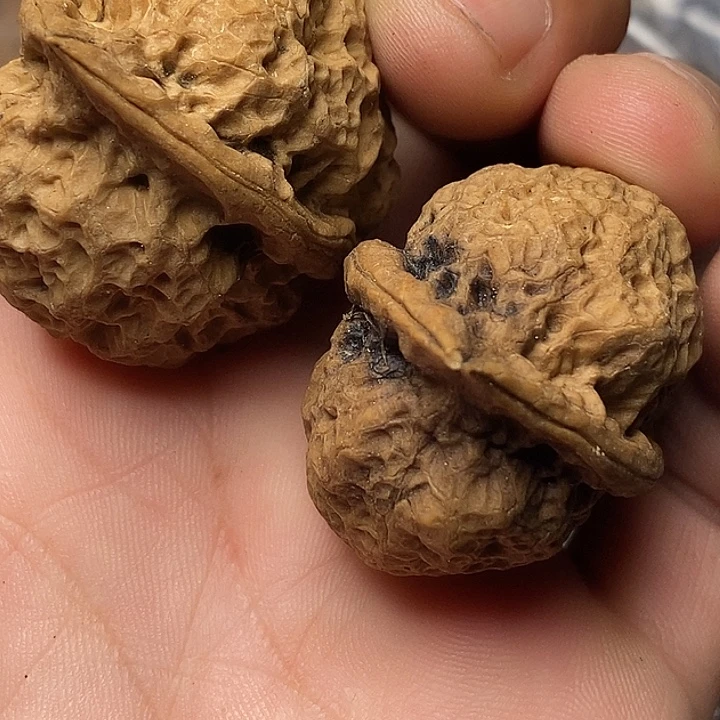 文玩核桃把件云南铁核桃10