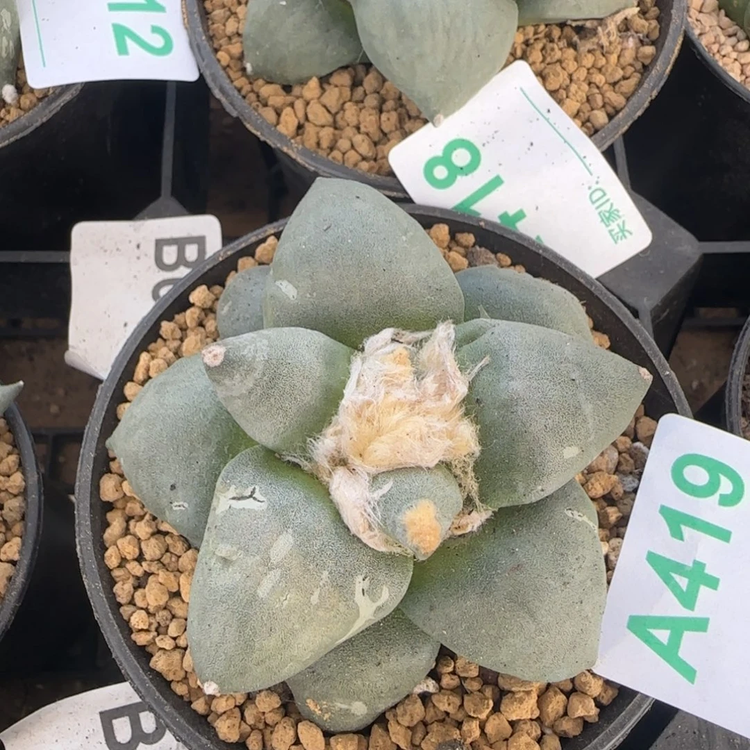 牡丹 自根仙人球419