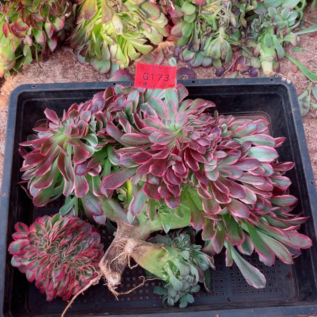 组合173多肉植物