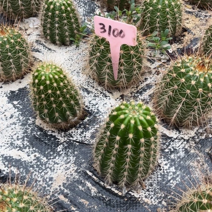 粉桃精灵随机发一颗3100