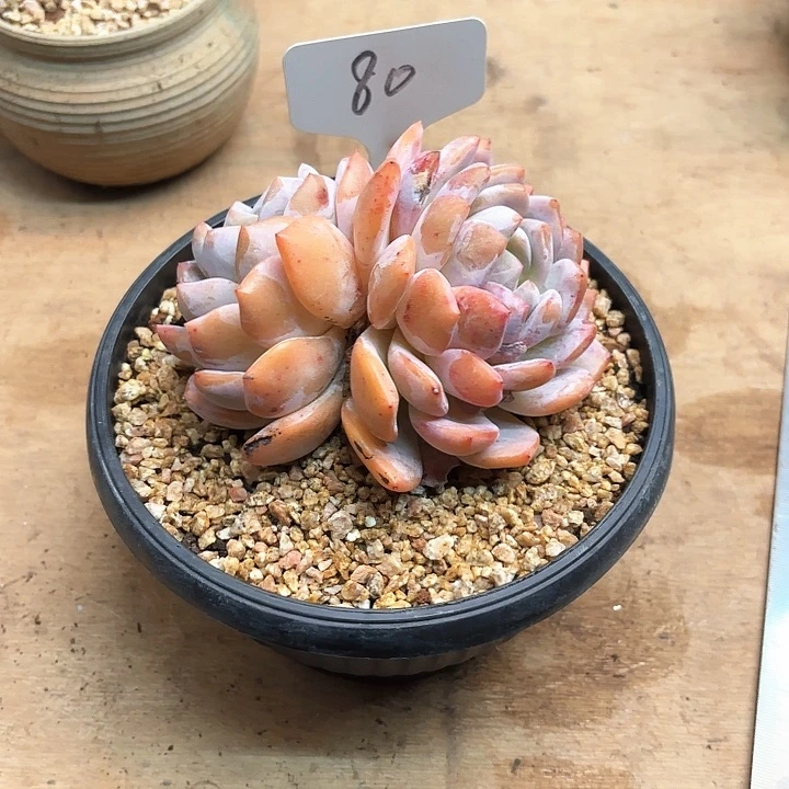 多肉植物，橙梦露80号