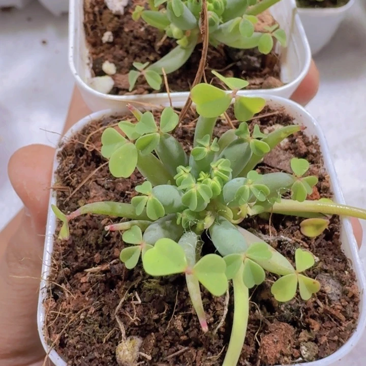 棒棒糖酢浆草王炸一颗