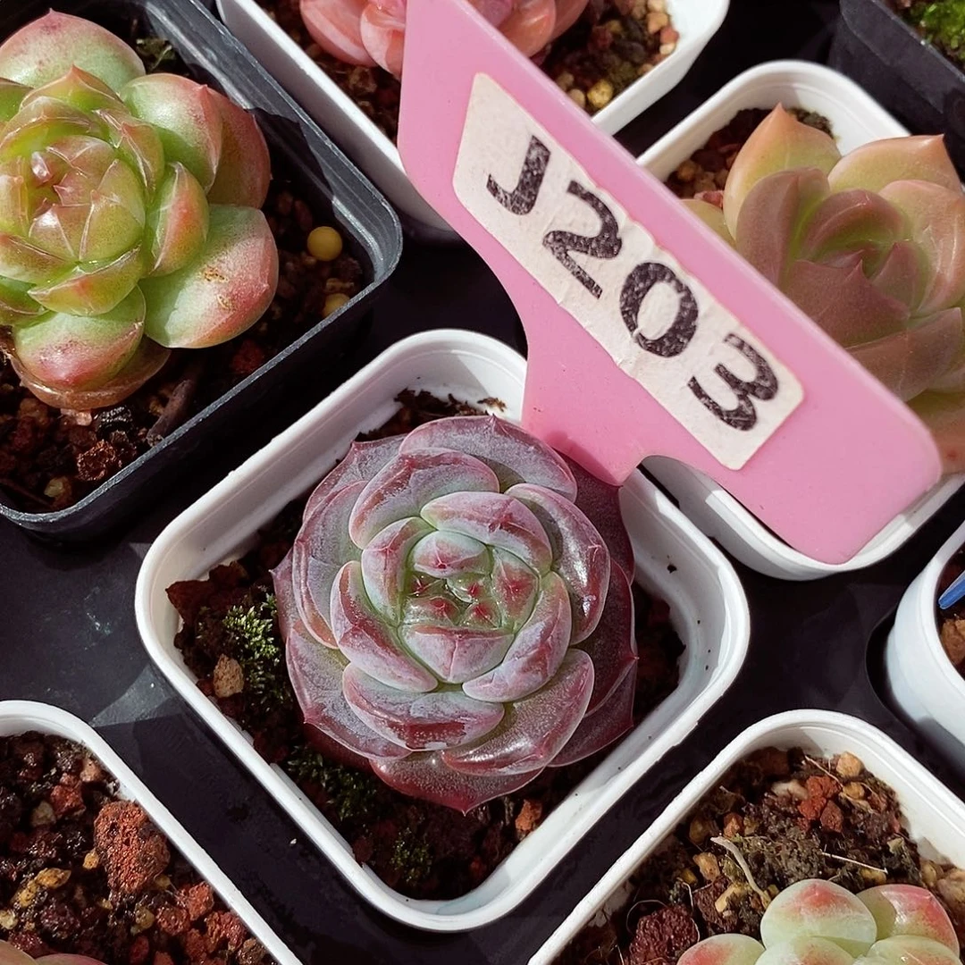 小精品3-4cm多肉植物