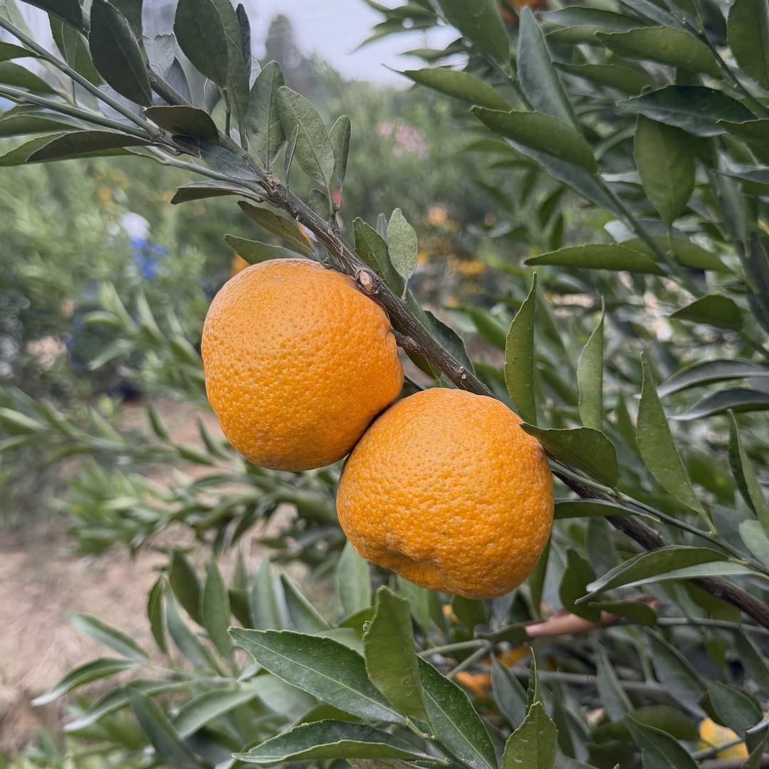 【鲜果季】西甲圈枝冬后鲜果/基因纯正/口感香气独特（不支持退换）