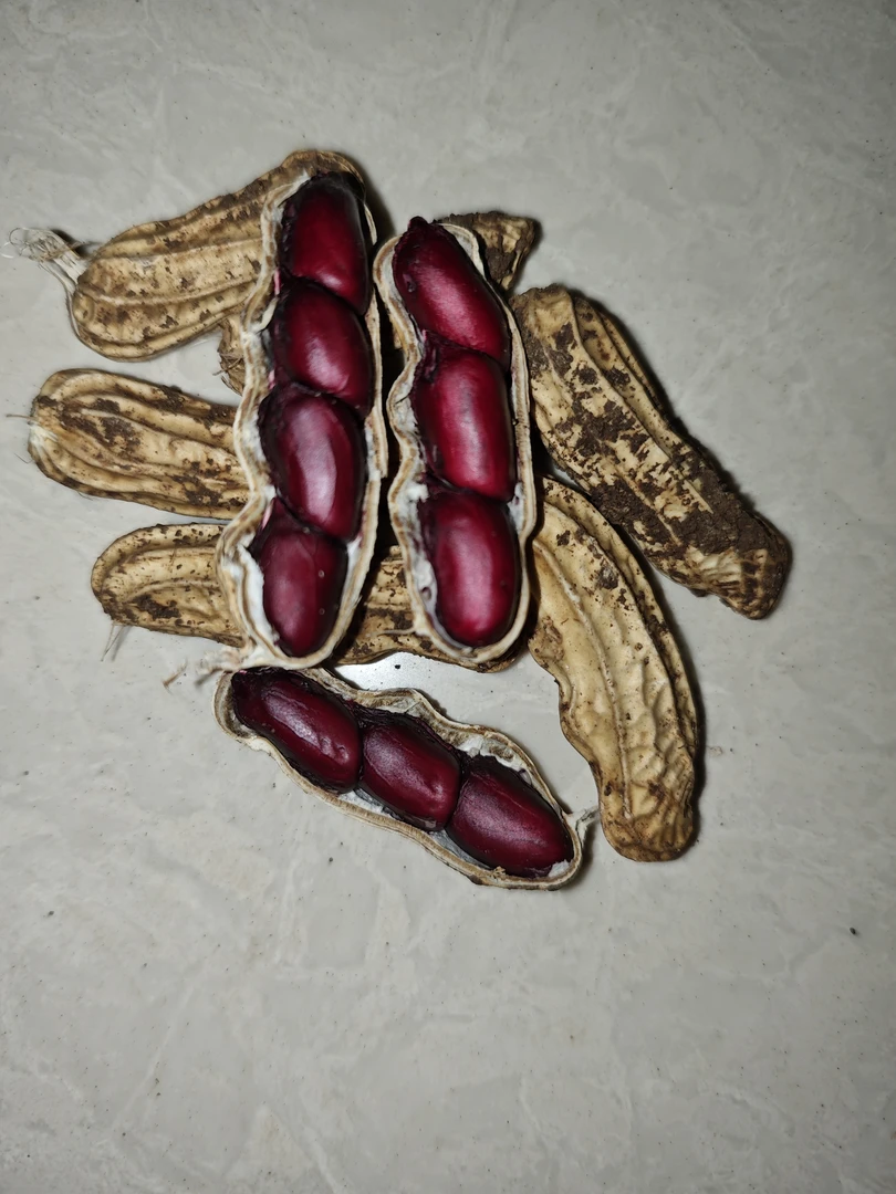 云南新鲜黑紫花生鲜花生