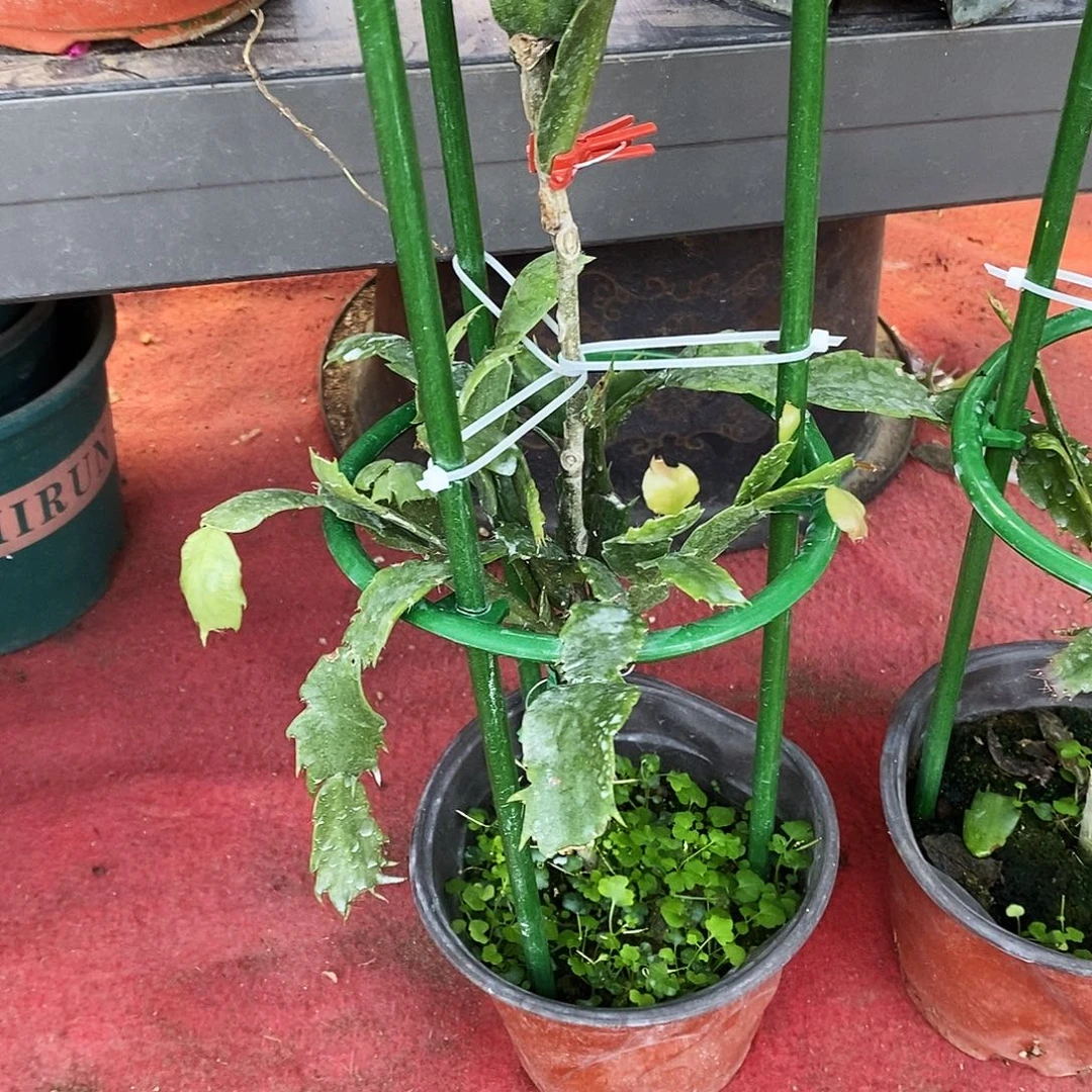 用***6无花朵福利款多色