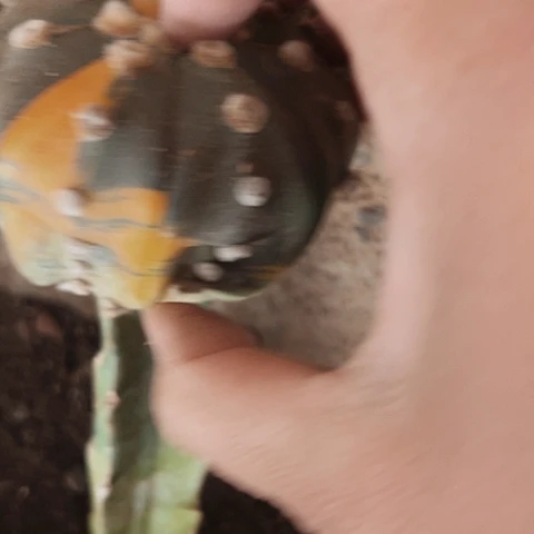 1225处理仙人球的