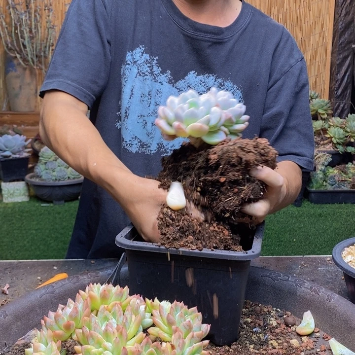 D***n403号爱沙公主多肉植物