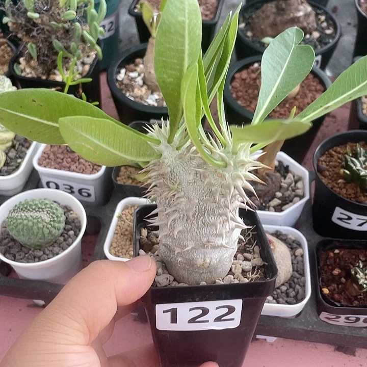 122西巴女王块根，