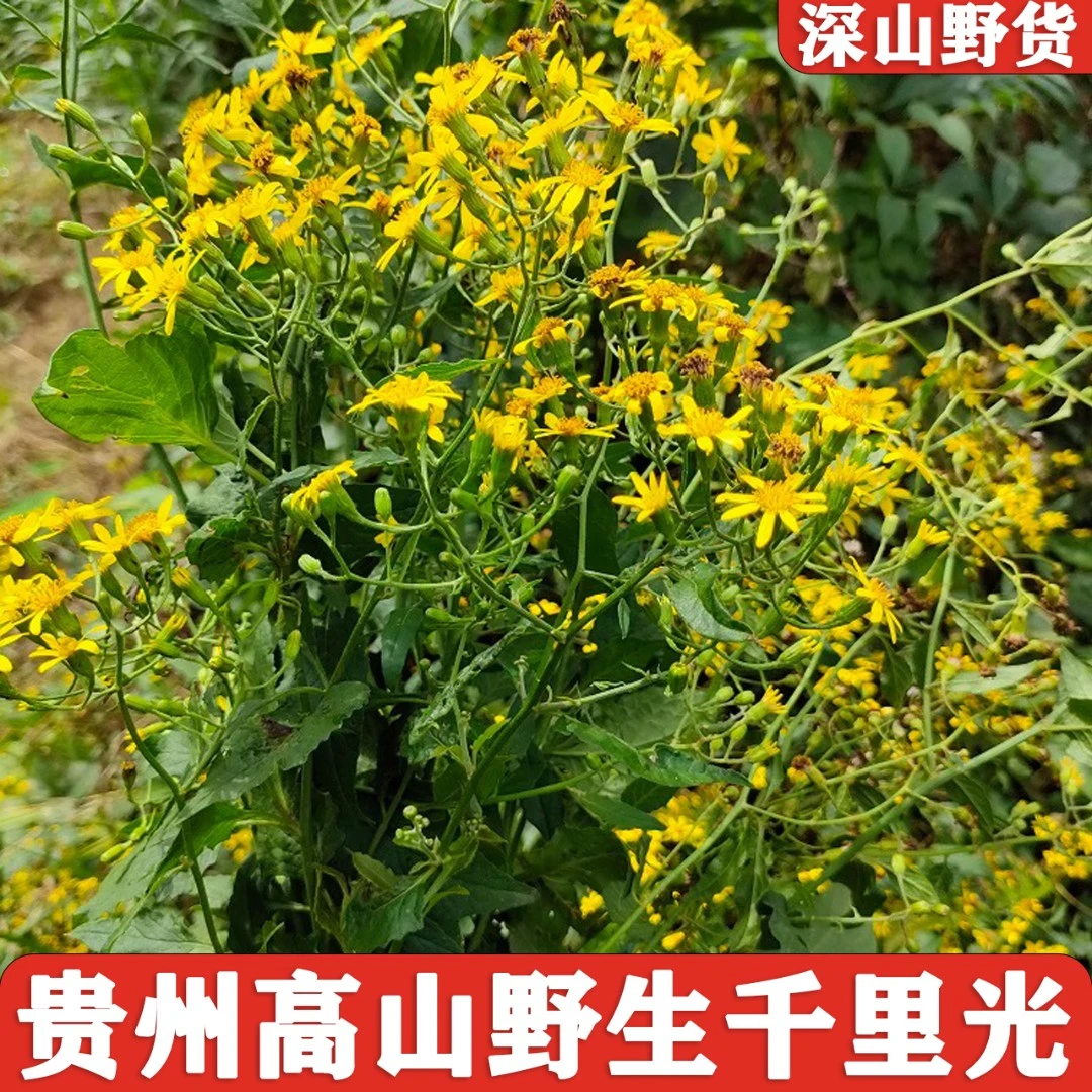 贵州野生千里光九里光黄花草九里明黄花母中草药干货新鲜整株现摘