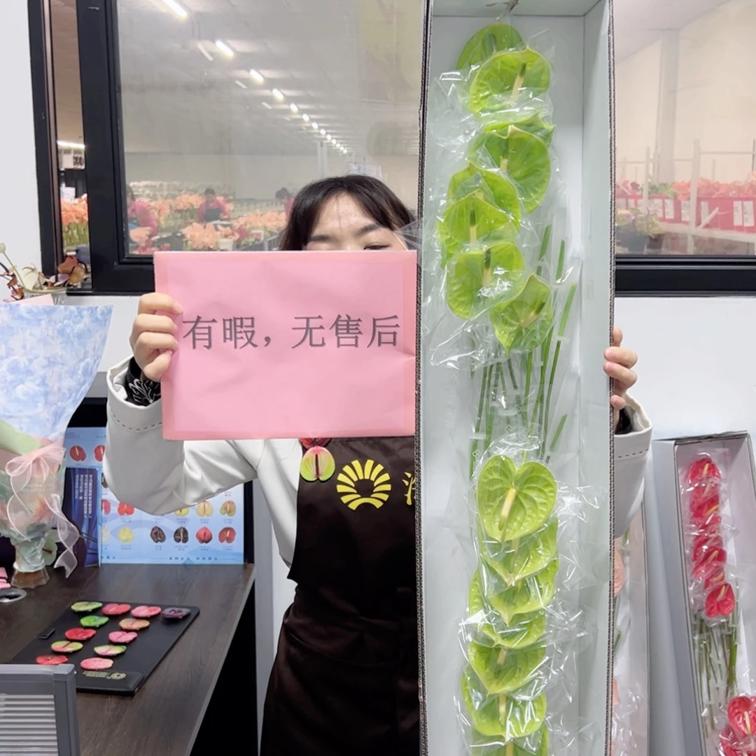 完全开放绿掌-16枝装无售后款！