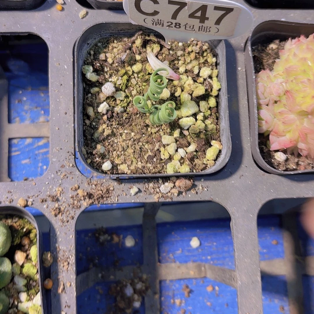 C747钢丝球一物一拍