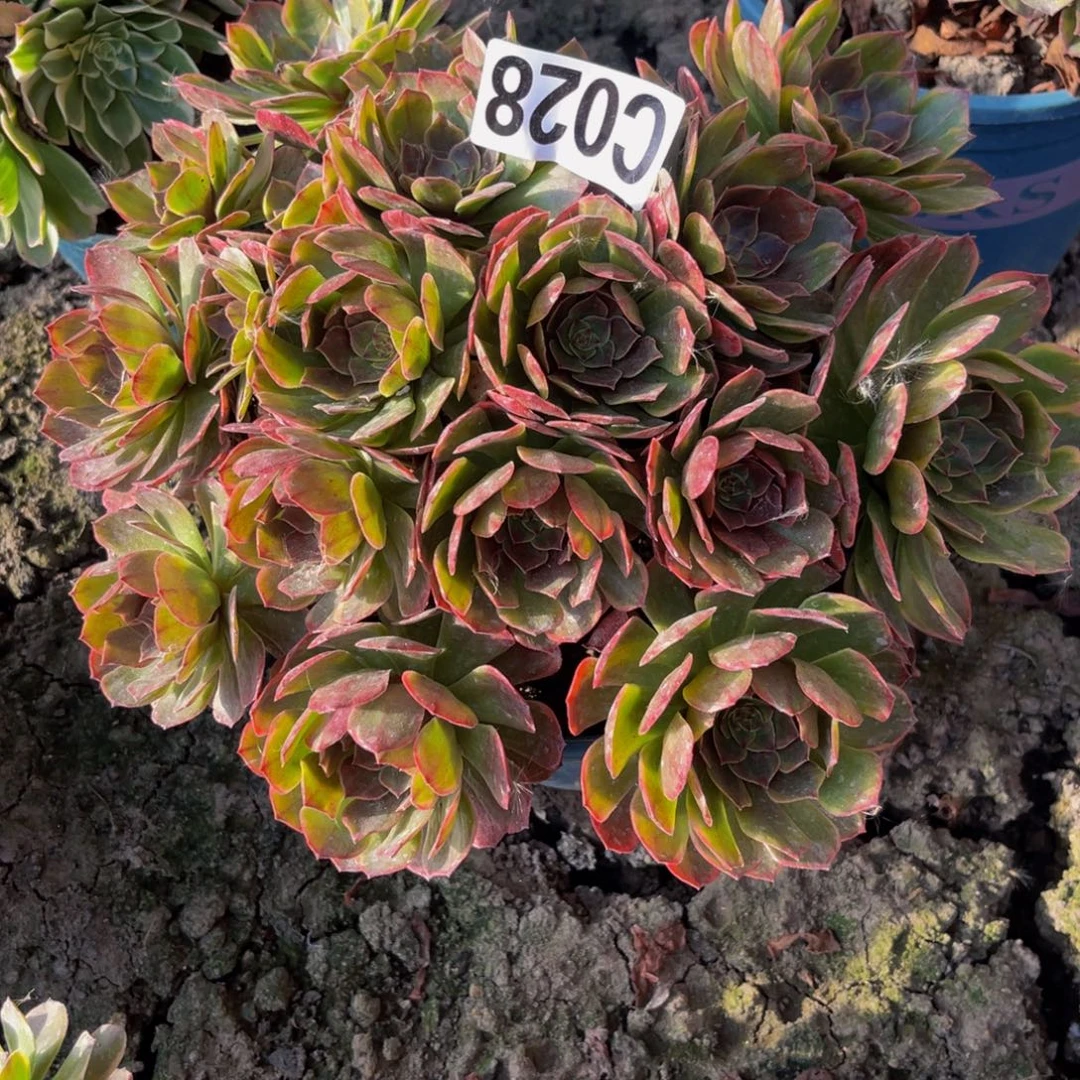 半夏法师26////12包邮