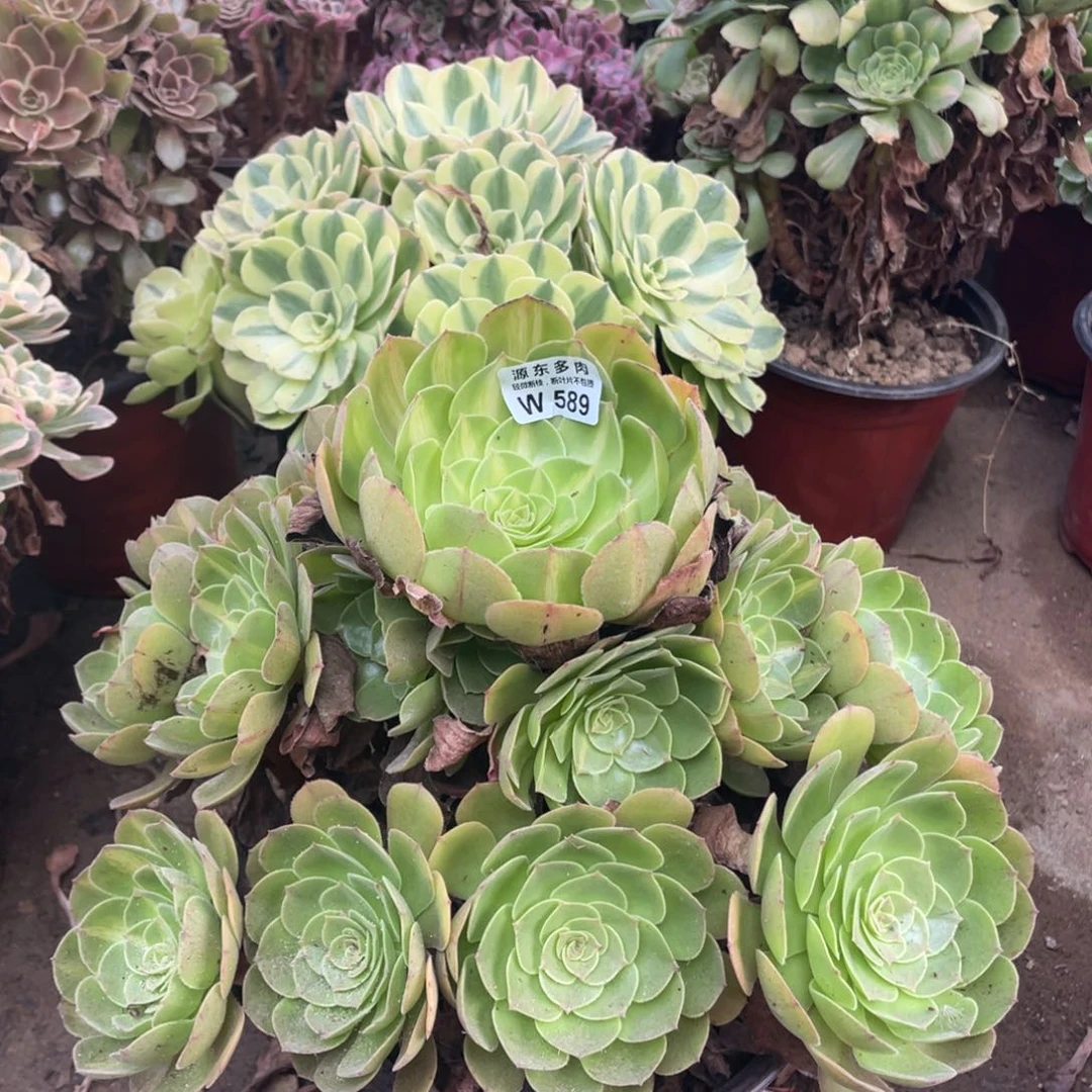 589倾城中班多肉法师断枝不包