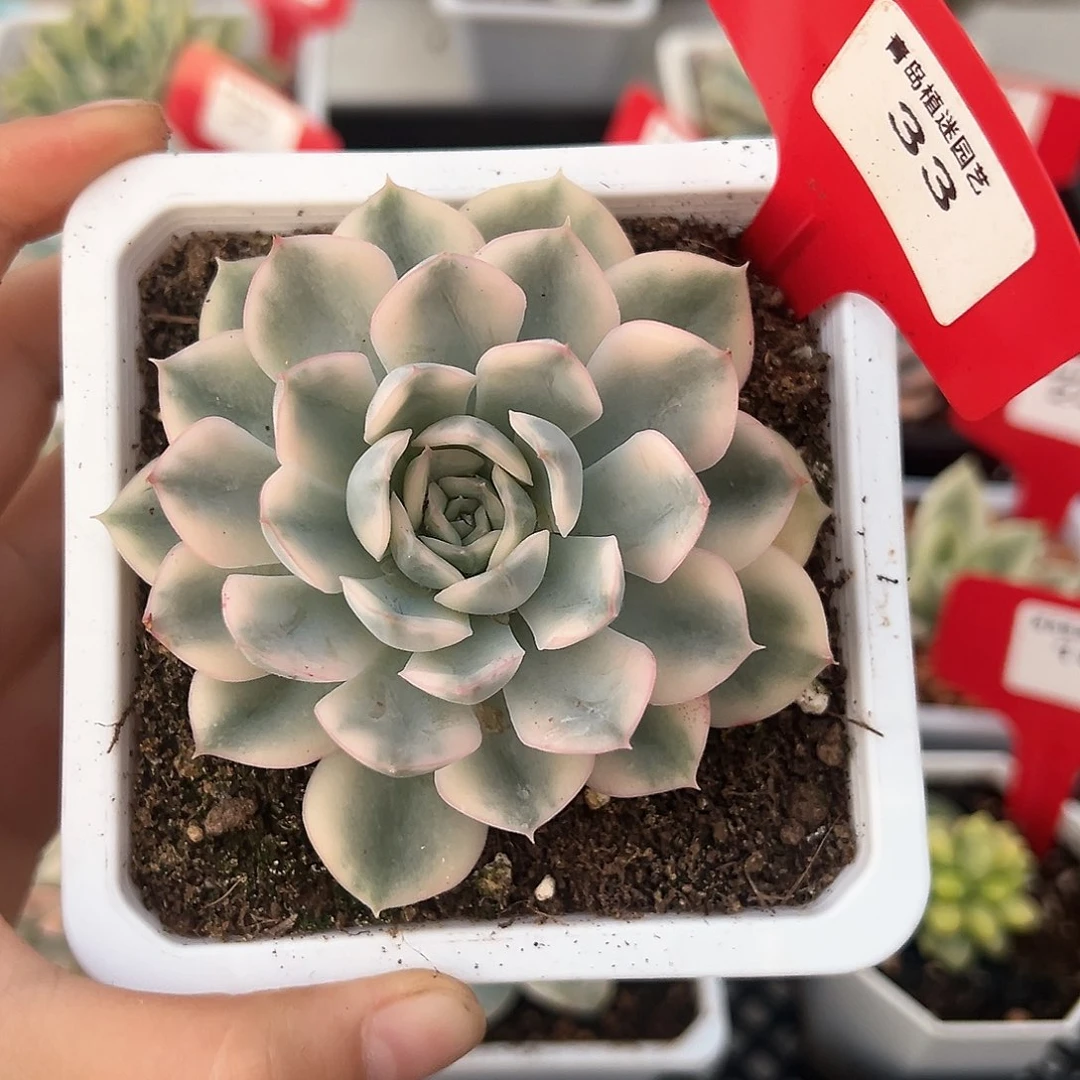33号月亮仙子锦多肉植物