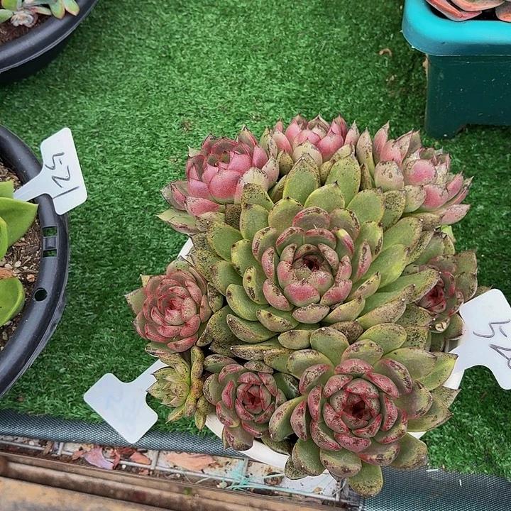 小***装丽娟花卉红色水晶手捧