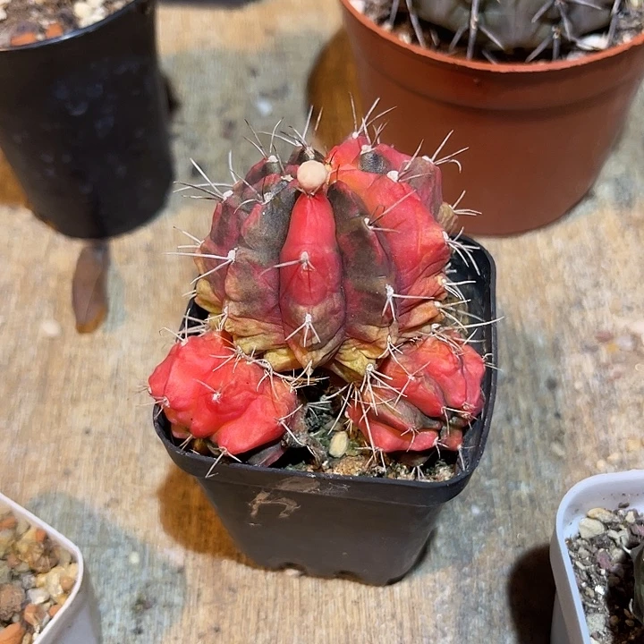 无花朵米哈锦仙人球
