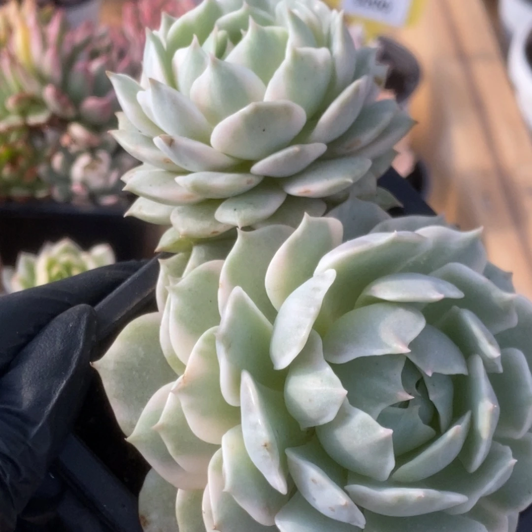 144露娜莲就锦锦锦锦