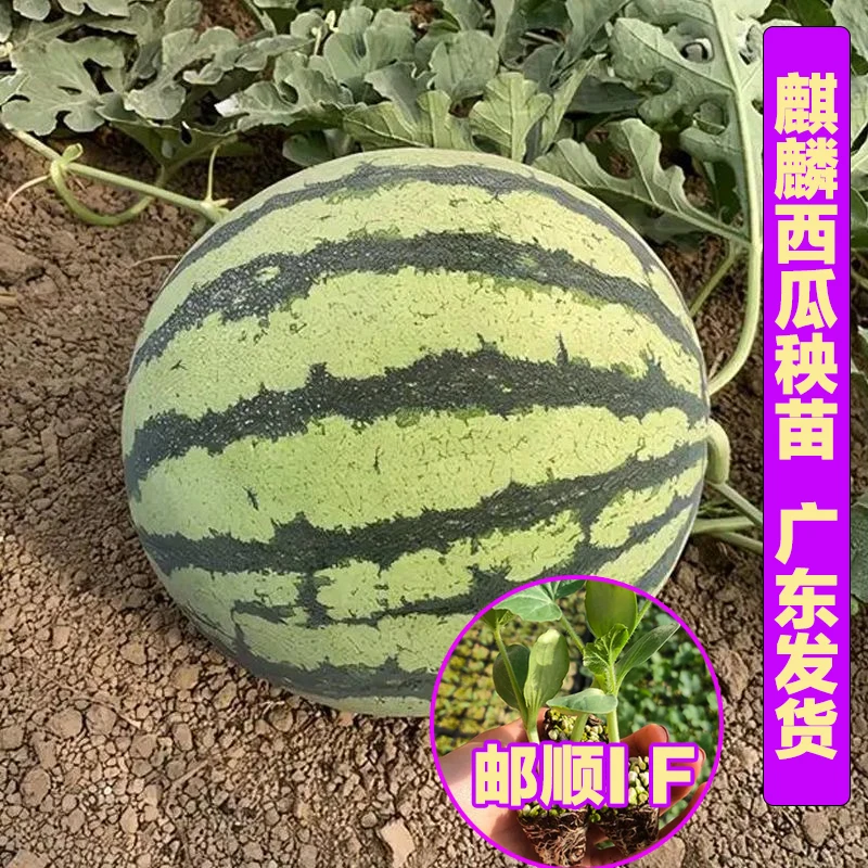 【顺丰包邮】麒麟西瓜苗8424带土幼苗麒麟西瓜苗大田