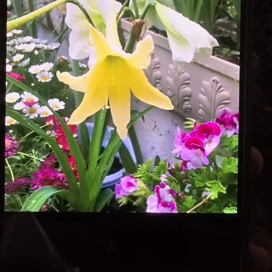当前无花栽培后可以开花日耳曼4厘米残次球