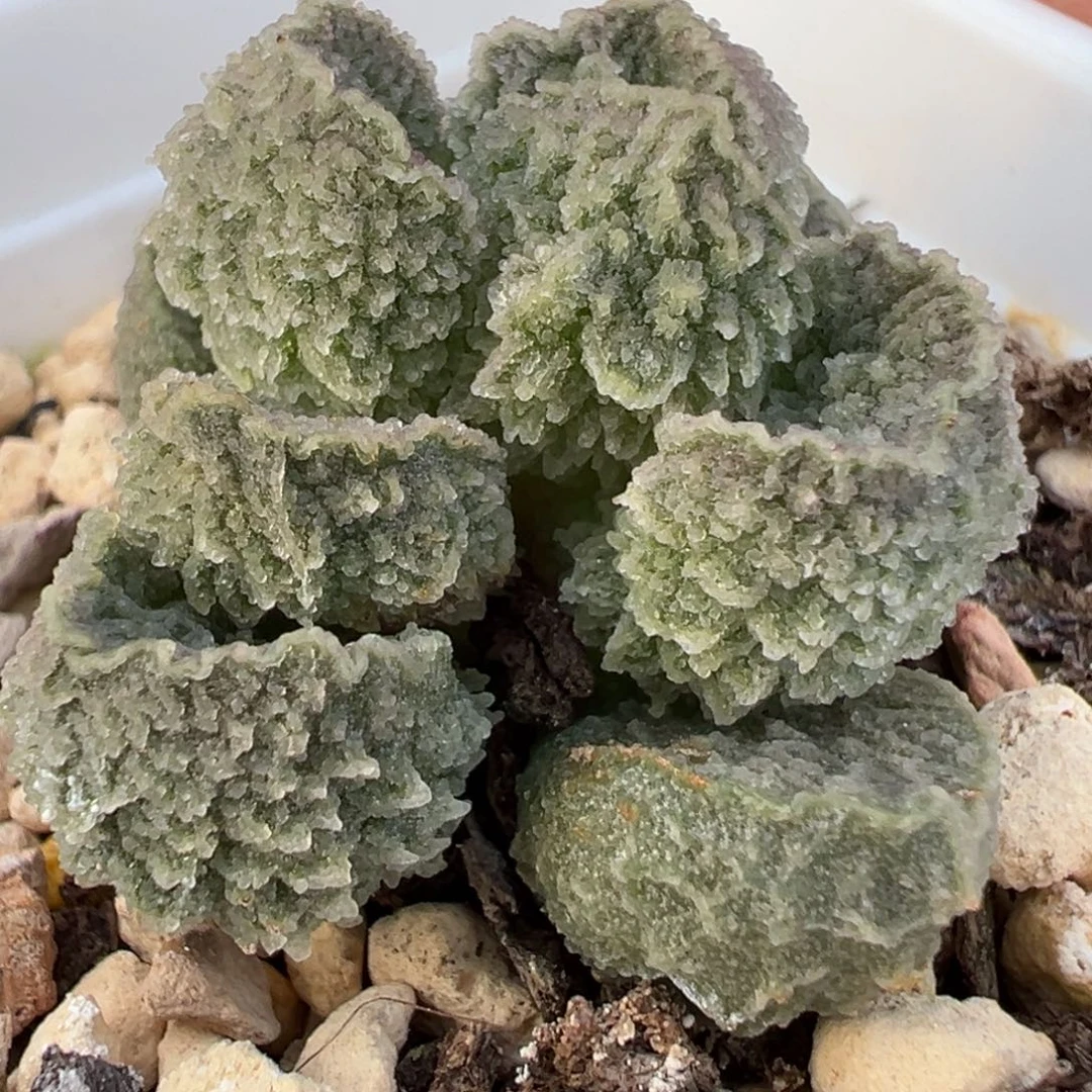 实生新品多肉植物水泡