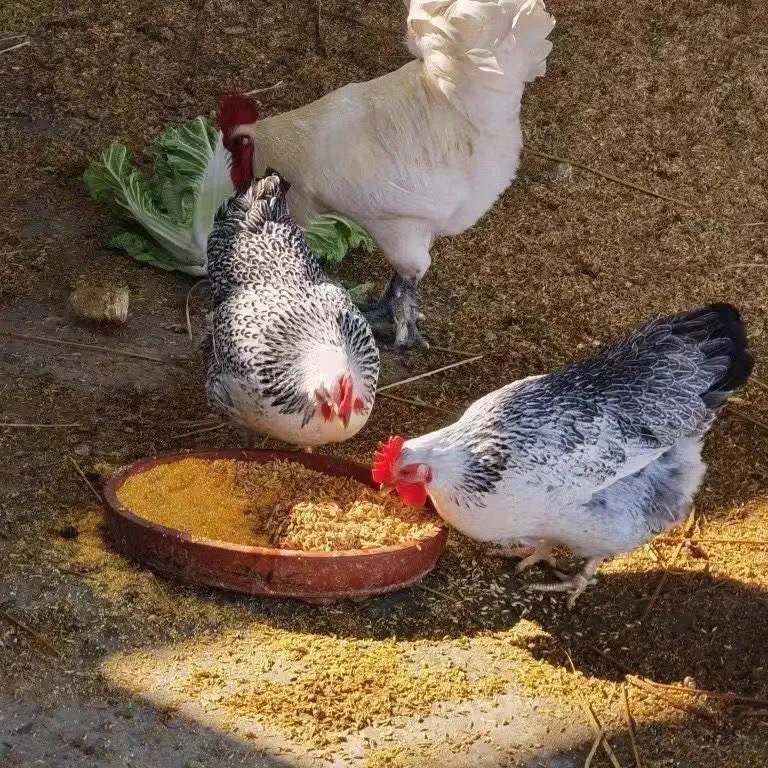 半斤发货纯种白芦花鸡。10只装