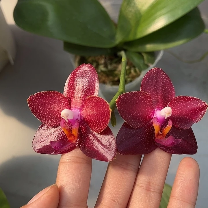 全部花苞3.0寸杯弥陀太阳王