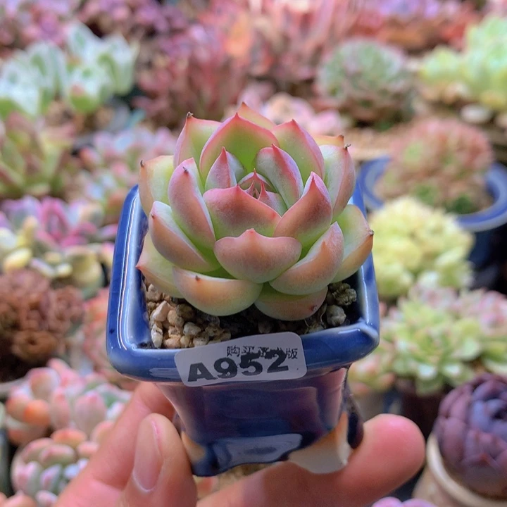 一物一拍含盆土满38包邮A952