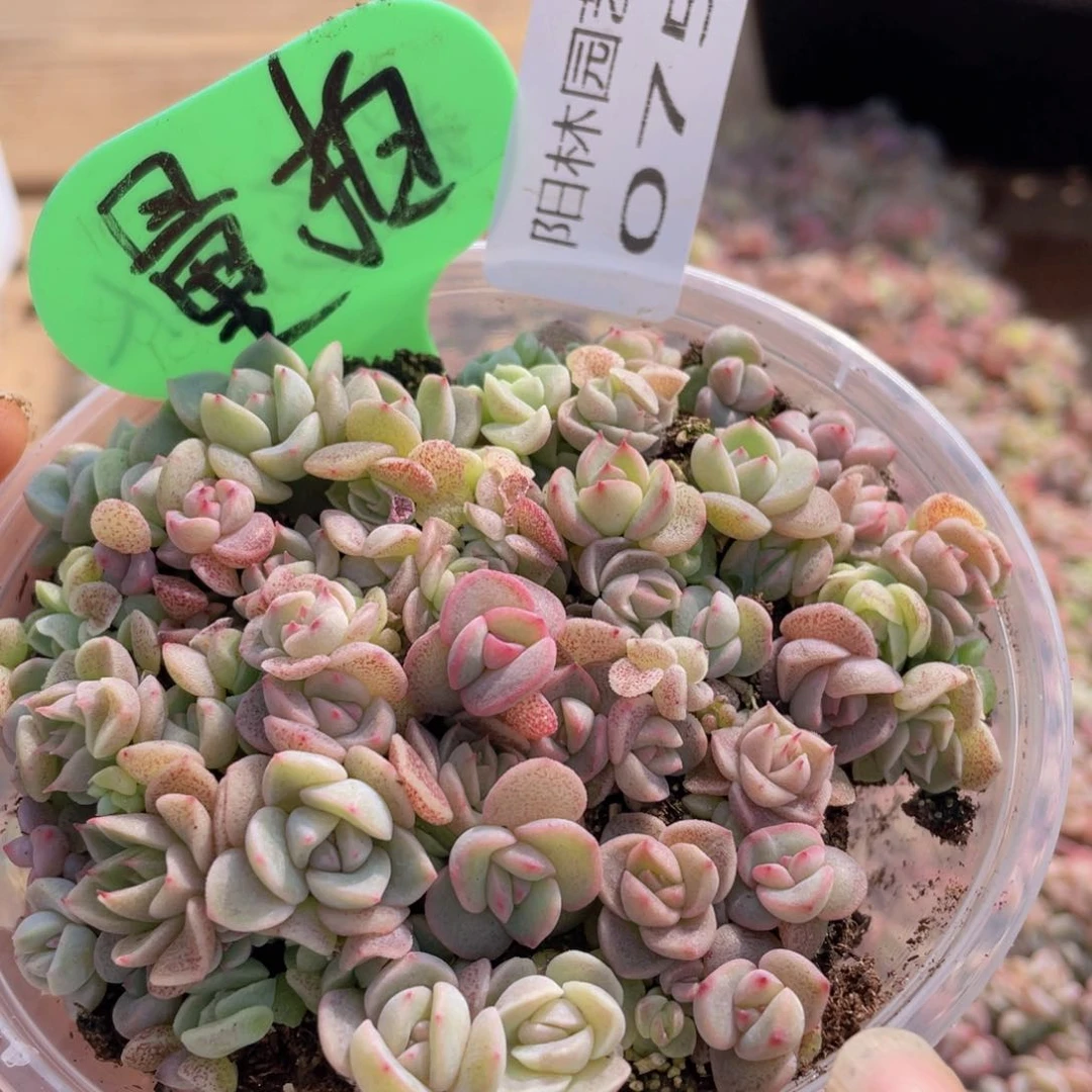 量拍多肉植物多肉植物75