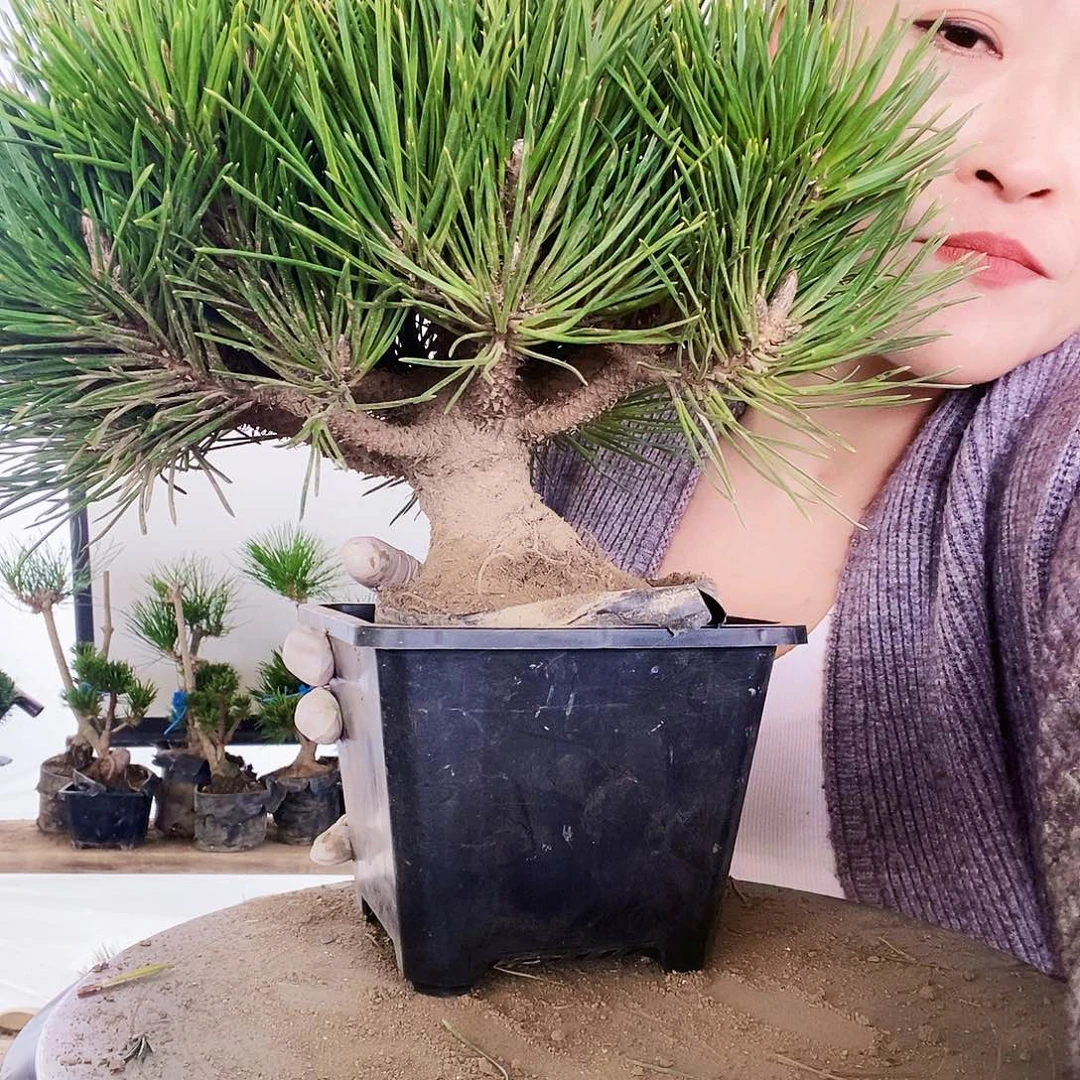 无花朵植物形态多年生草本