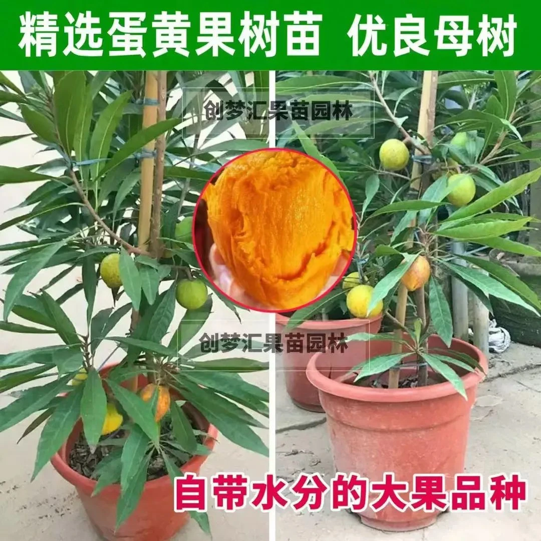 蛋黄果苗 正宗黄金果耐寒阳台种植盆栽地栽带土带叶发货南方
