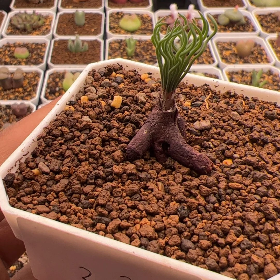 11.2方便面弹簧草多肉植物22