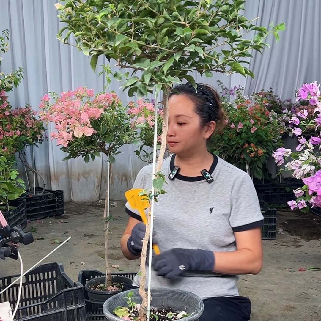 宝***彬当前无花栽培后可以开花J13魔法樱花