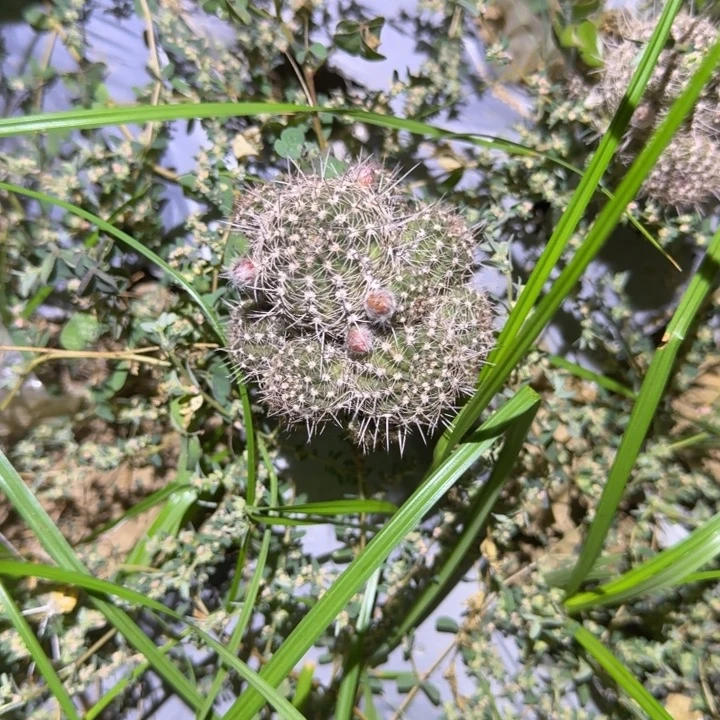 一***糖矮胖白檀s9群生292