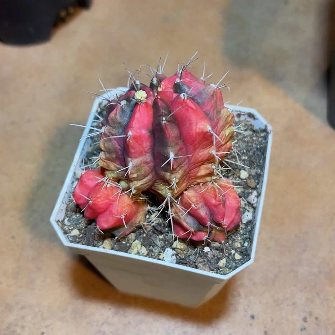 米哈牡丹锦一物一拍