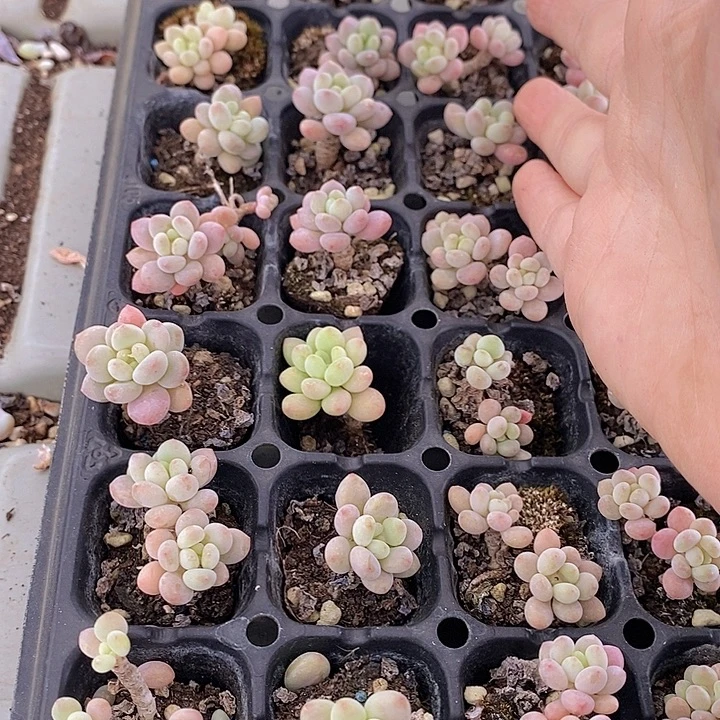 104 多肉植物盆栽花卉