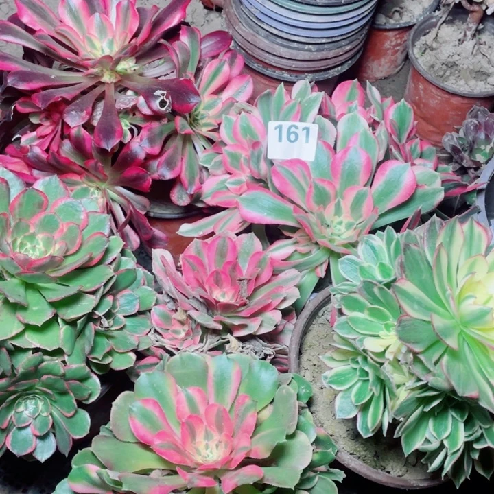 多肉植物组合161