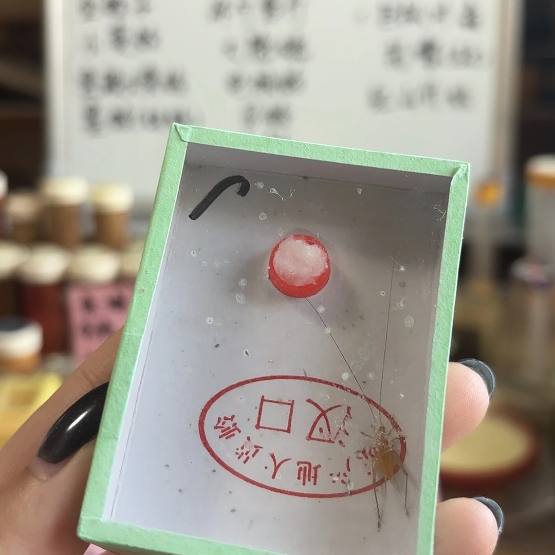 断须野生大黄一条