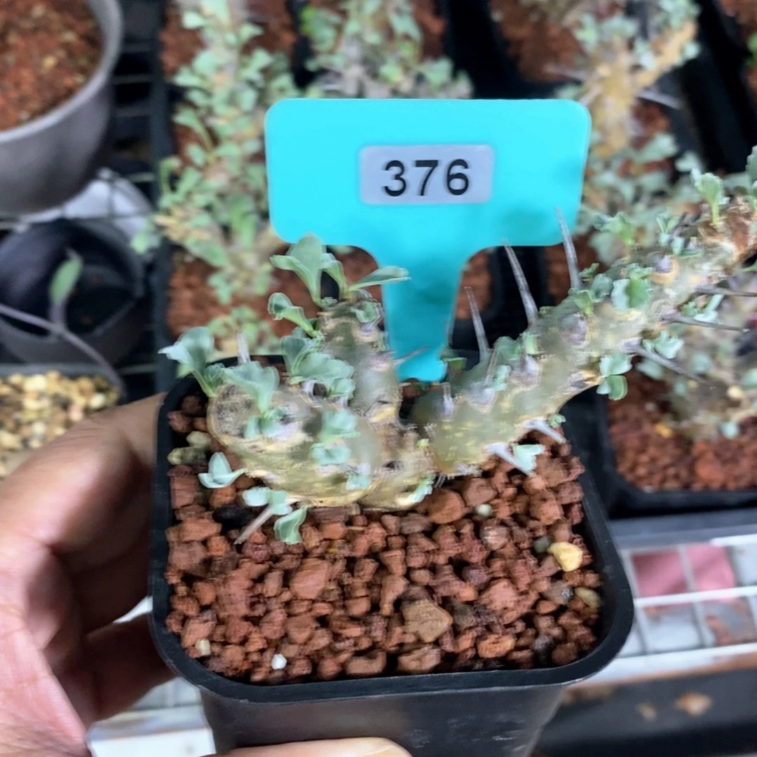产地格斯龙骨奎一个