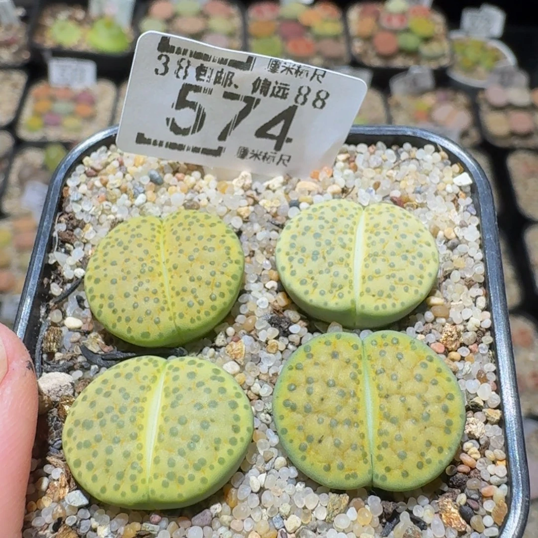 Ssss精品生石花574微纹